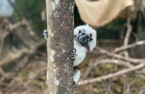 358868_Fotos: Fundación Zoológico Santacruz