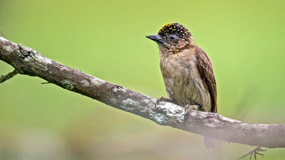 280116-feria-aves-3_0.jpg
