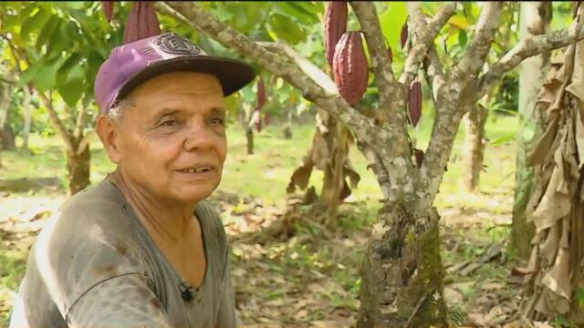 En Meta cambiaron las minas antipersonales por semillas de cacao: "No ha habido ningún peligro" En Meta cambiaron las minas antipersonales por semillas de cacao: "No ha habido ningún peligro"