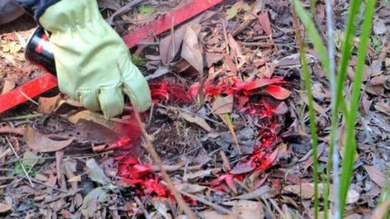 373694_Minas antipersonales. Foto: Cortesía