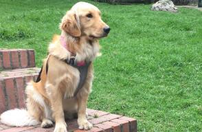 250752_perros.jpg