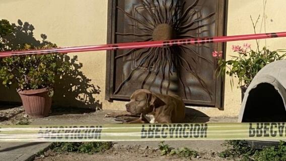 Chato, el perro que sigue esperando a Lourdes Maldonado, su dueña, en la puerta de la casa Chato, el perro que sigue esperando a Lourdes Maldonado, su dueña, en la puerta de la casa
