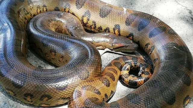 RESCATE DE ANACONDA HACIENDA NAPOLES.png RESCATE DE ANACONDA HACIENDA NAPOLES.png