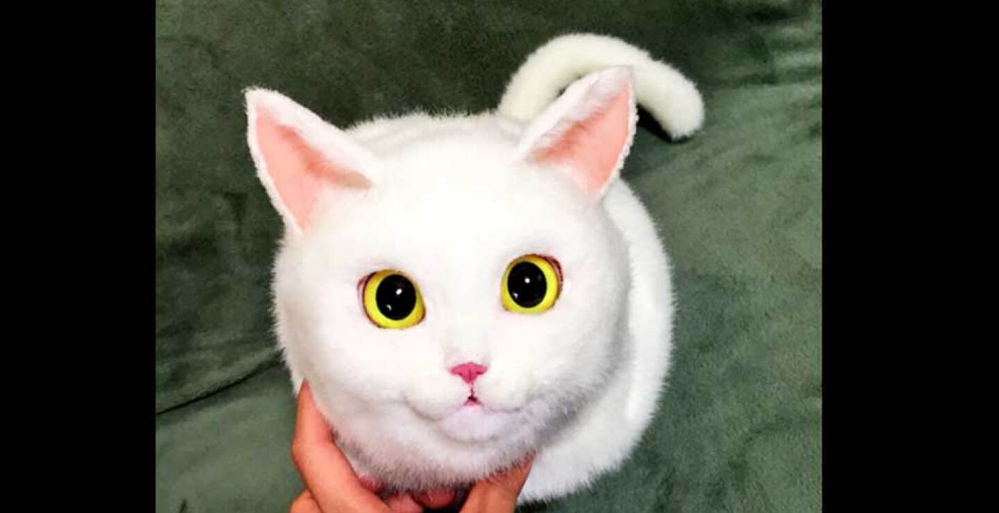 gato-7.jpg