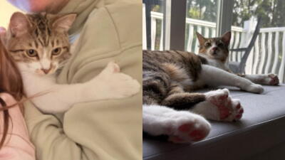Gatito Toby Gatito Toby