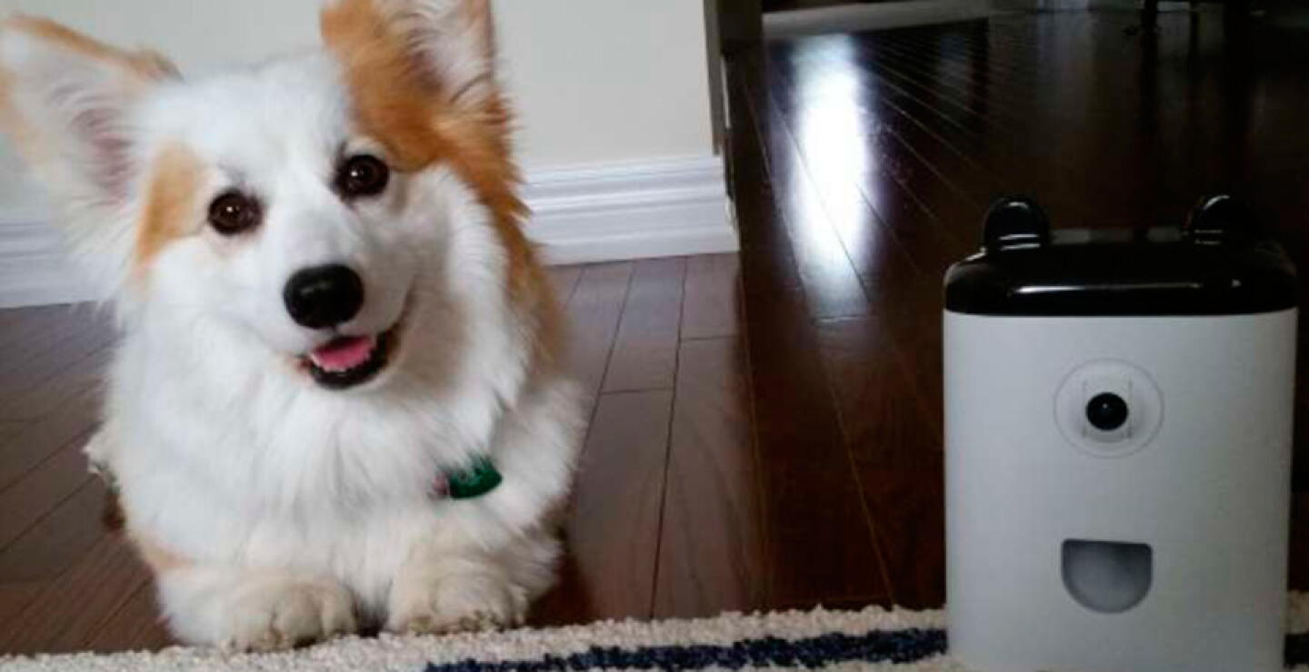 petbot.jpg