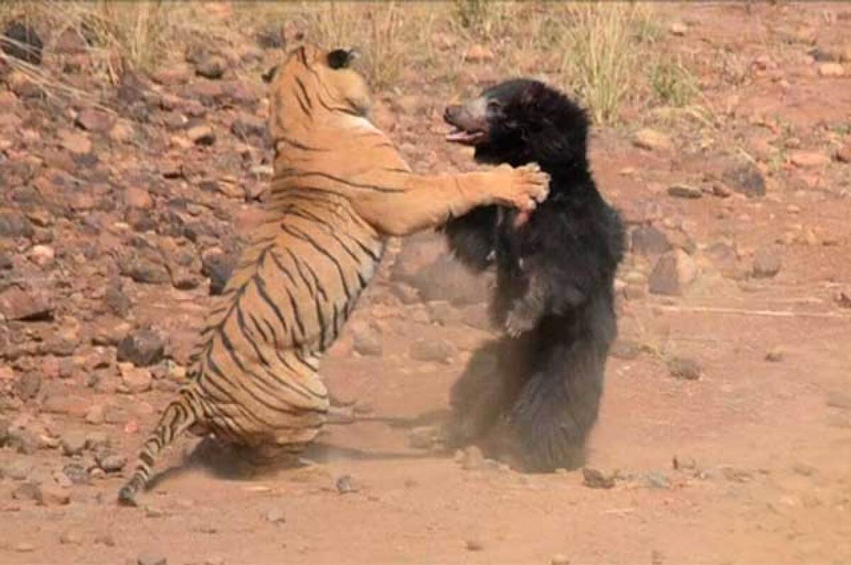 oso-tigre.jpg