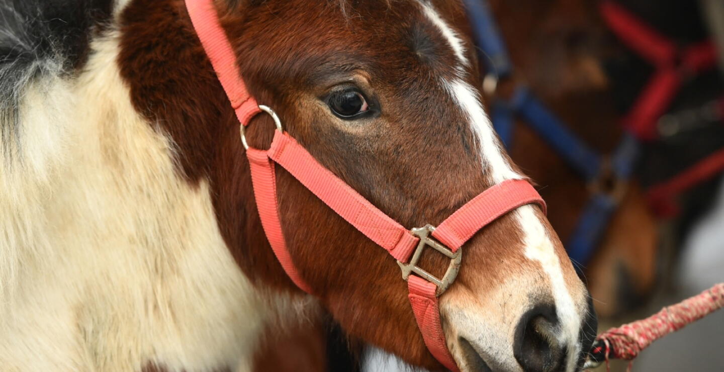Hombre en Cali salió a trotar con un pony y se volvió viral.