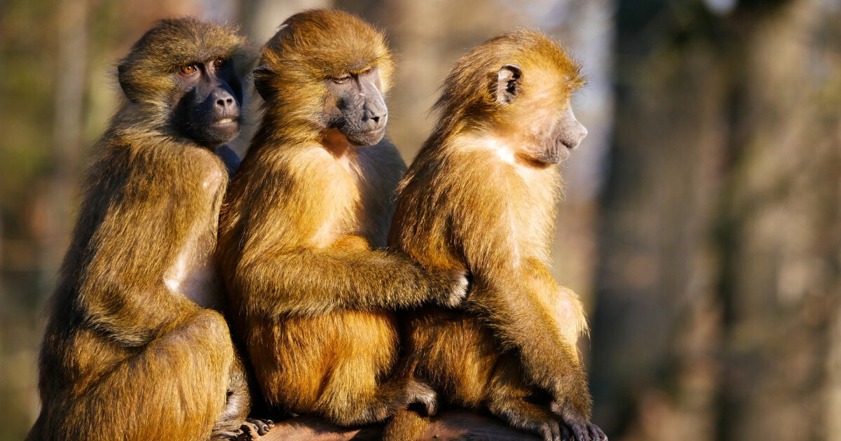 Monos robaron un bebé de dos meses y lo ahogaron en un tanque de agua | Mundo | NoticiasCaracol