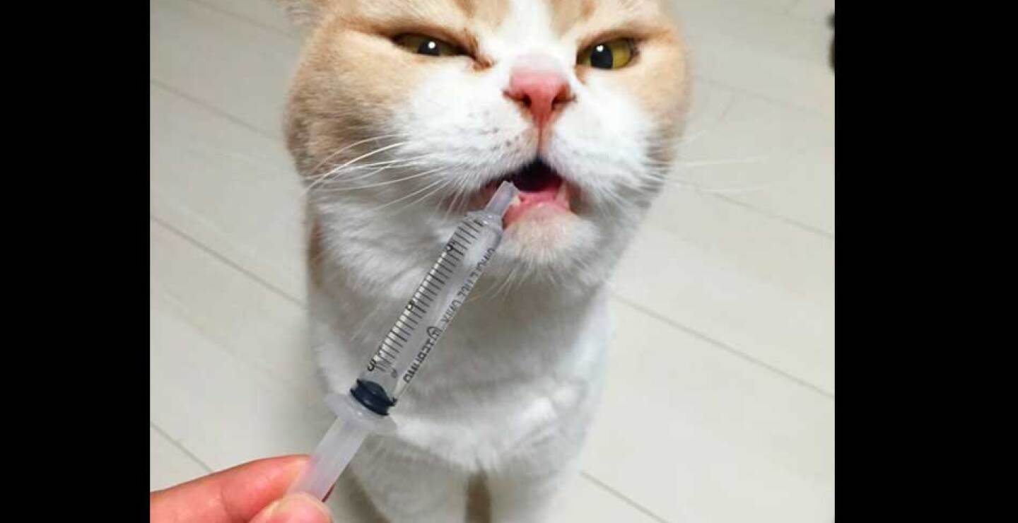 Koyuki