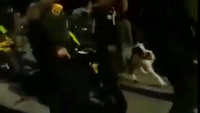 “Le echaron gas lacrimógeno”: la versión del dueño del perro que murió en medio de acción policial