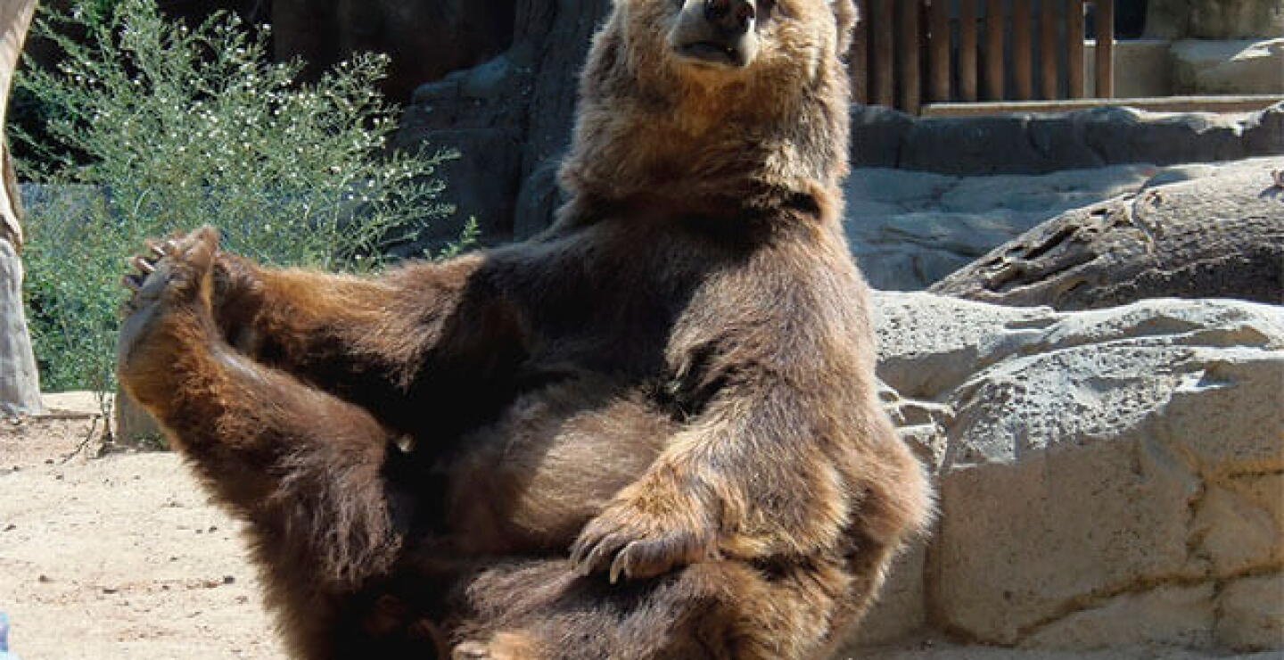 nota-osos-kungfu.jpg