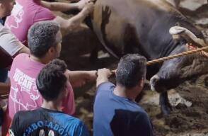 Indignantes imágenes de maltrato animal durante festival taurino