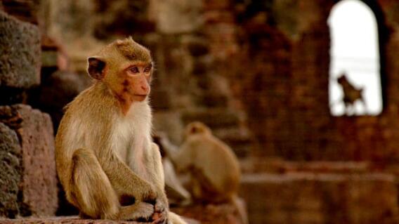 macacos-tailandia.jpg macacos-tailandia.jpg