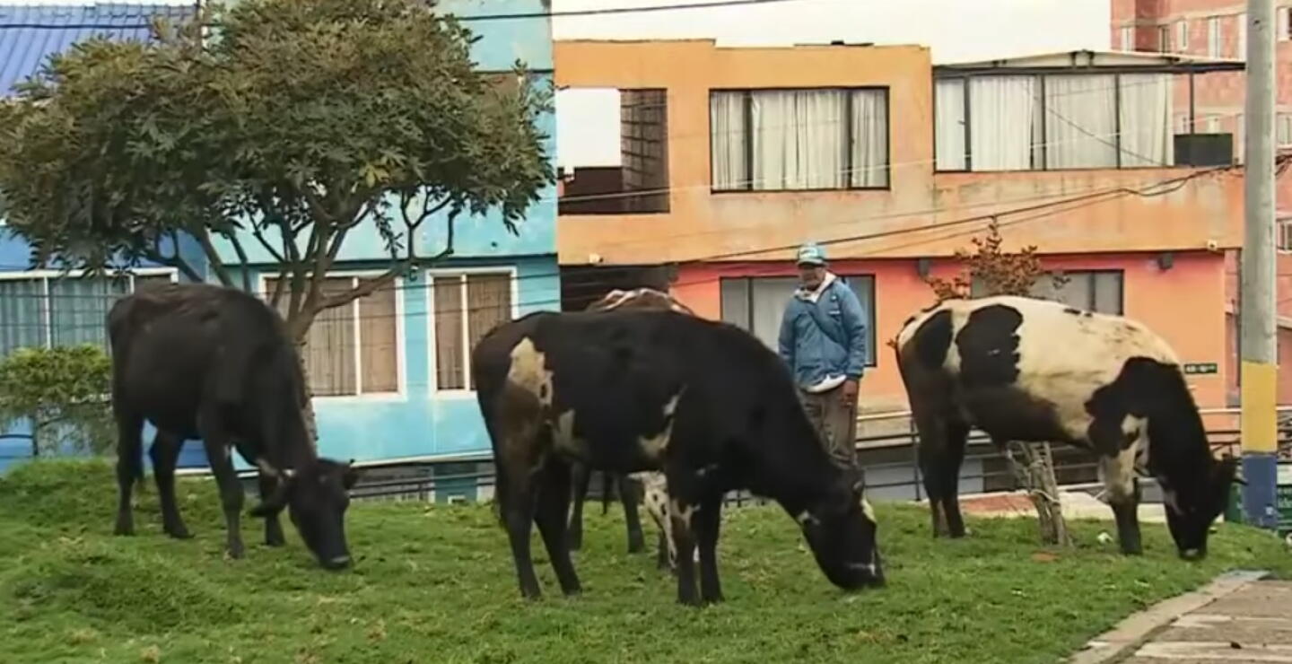Veintinueve vacas habitan una casa de Bogotá: ¿cómo las distribuyen sus dueños?