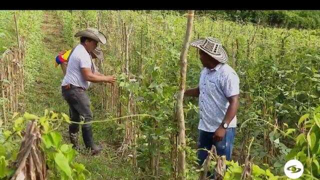 Conozca la candia, una hortaliza considerada un cultivo ancestral.jpg Conozca la candia, una hortaliza considerada un cultivo ancestral.jpg