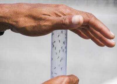 330392_BLU Radio, Zika / Foto referencia: AFP