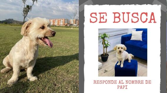 ¿Ha visto a Papi? Familia busca a su perrito perdido en Soacha ¿Ha visto a Papi? Familia busca a su perrito perdido en Soacha