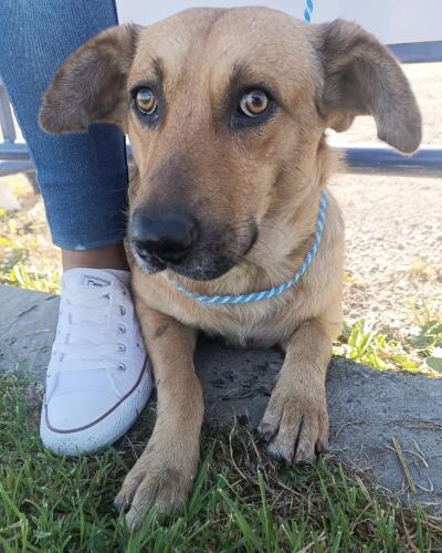 Perrito fue rescatado del techo de la estación San Mateo de TransMilenio
Perrito fue rescatado del techo de la estación San Mateo de TransMilenio