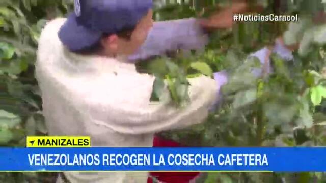 Hasta abogados y odontólogos venezolanos están recogiendo café en Colombia Hasta abogados y odontólogos venezolanos están recogiendo café en Colombia
