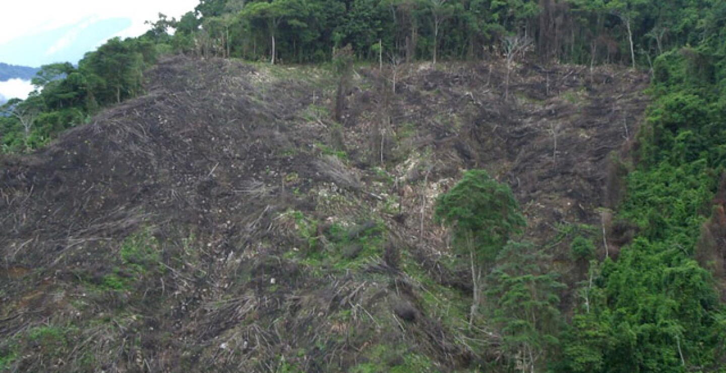 deforestacion.jpg