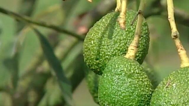 Contenedor con 18 toneladas de aguacate colombiano llegó a Estados Unidos Contenedor con 18 toneladas de aguacate colombiano llegó a Estados Unidos