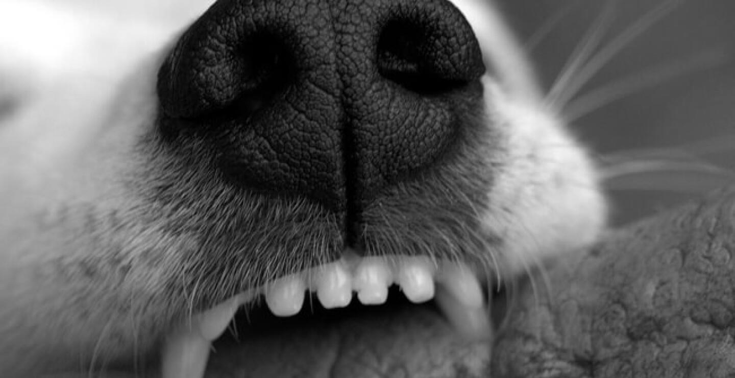snout-1444697_960_720.jpg