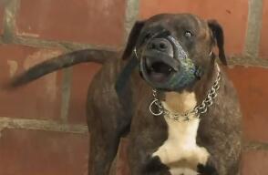 ¿Qué pasará con el perro pitbull que mató a una niña de 2 años en Villamaría, Caldas?