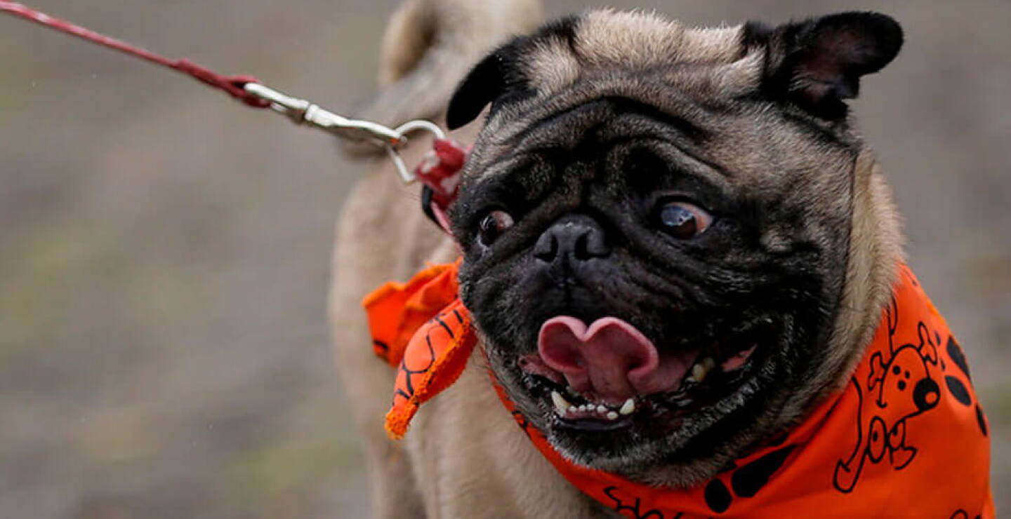 pico-y-genero-mascotas_0.jpg