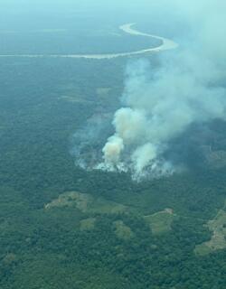 “Ya no hay más dónde deforestar”: la Amazonía pierde bosque tras años de tala y expansión ganadera