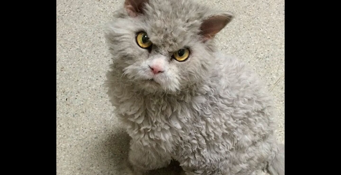 gato16.jpg