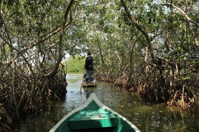 manglar.JPG