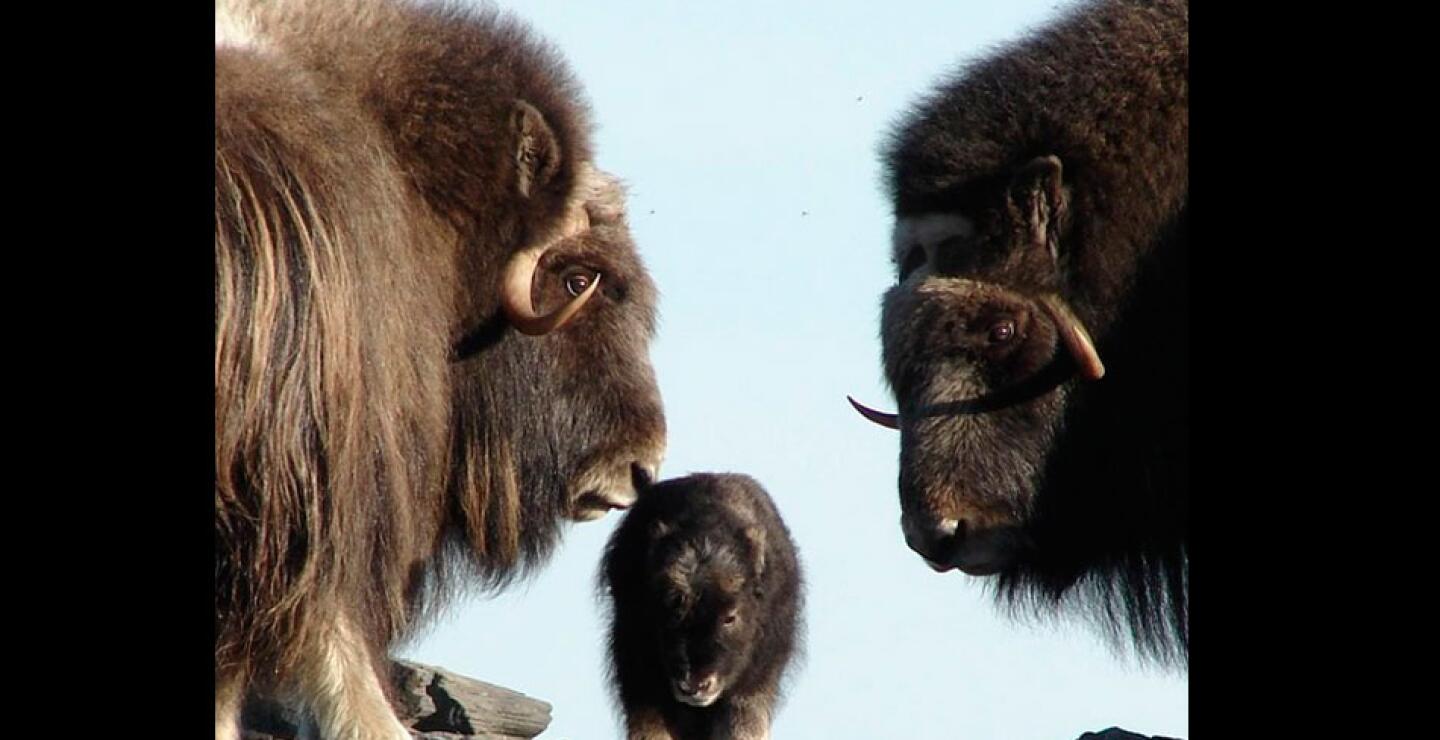 Los bueyes almizcleros son icónicos herbívoros de la península Seward y el Bering Land Bridge National Preserve. Muchos viven en Groenlandia y en Canadá Ártica, pero algunas comunidades se encuentran en Alaska, Siberia y Noruega.