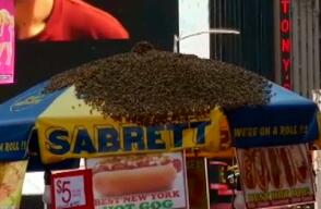abejas1.jpg