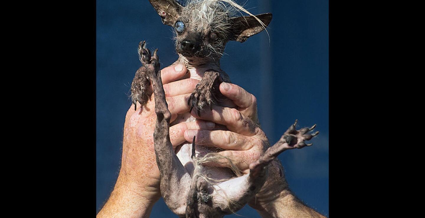 Posteriormente, fue adoptado por un veterinario en Loxahatchee, Florida, según la biografía en la página web del concurso.