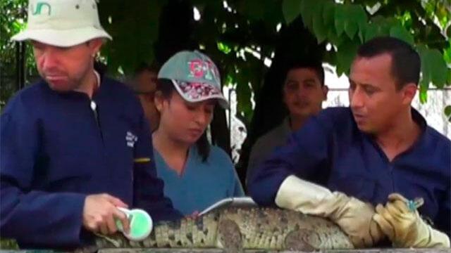 Investigadores de Universidad Nacional, al rescate del caimán llanero