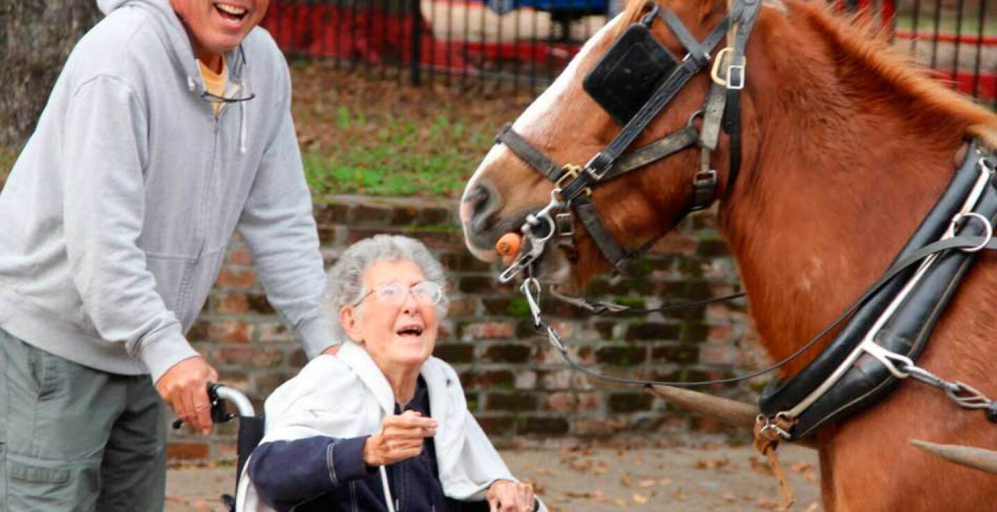 Alimentando al caballo con una zanahoria