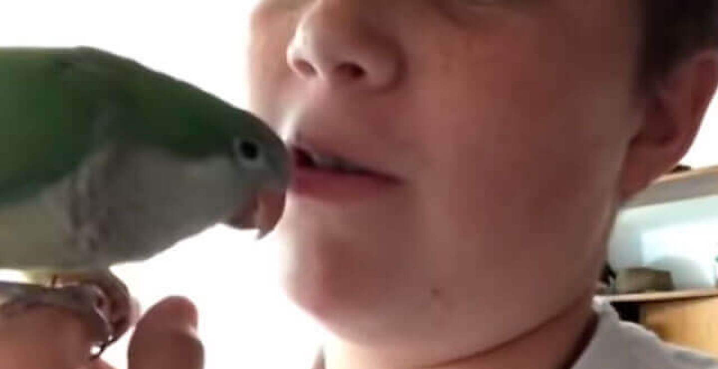 chimuelo_0.jpg