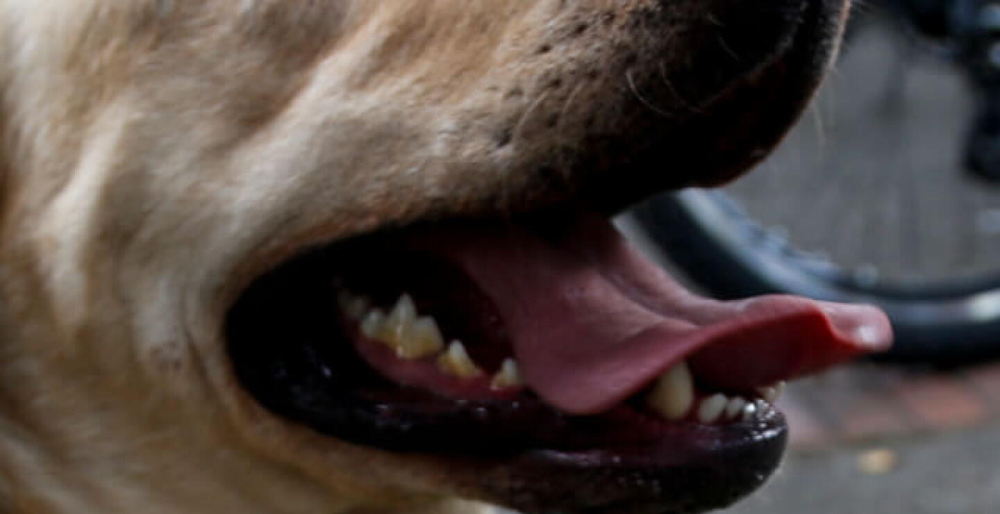 perro-lengua_col.jpg