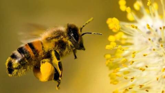 Día Mundial de las Abejas Día Mundial de las Abejas