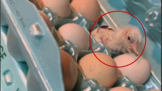 abrió su cartón de huevos y se encontró un pollito recién nacido.jpg abrió su cartón de huevos y se encontró un pollito recién nacido.jpg