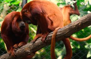 Los particulares chillidos de nueve monos aulladores rojos resuenan de nuevo desde el lunes en una zona boscosa del noroeste de Colombia, donde fueron retornados a su hábitat tras ser rehabilitados del trauma de ser cazad