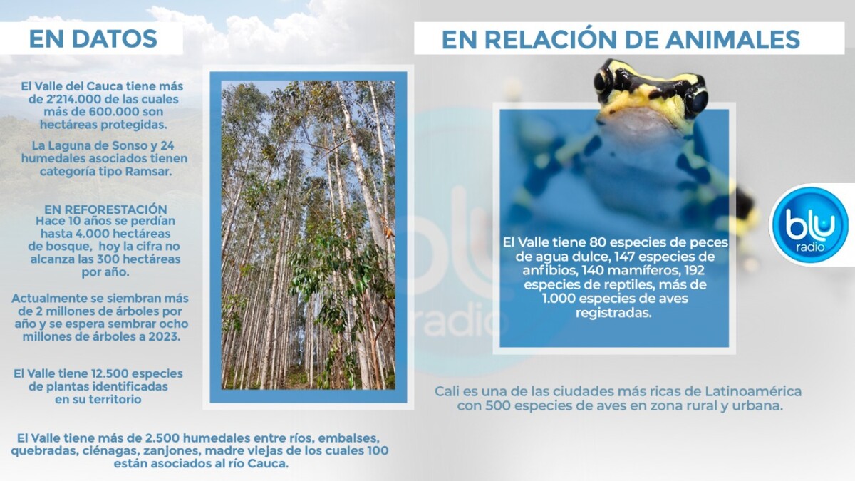 CIFRAS DE REFORESTACION Y ANIMALES EN EL VALLE.jpeg