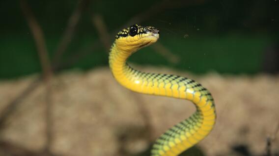Angustioso momento en el que una niña de 5 años es mordida por una serpiente en un zoológico Angustioso momento en el que una niña de 5 años es mordida por una serpiente en un zoológico