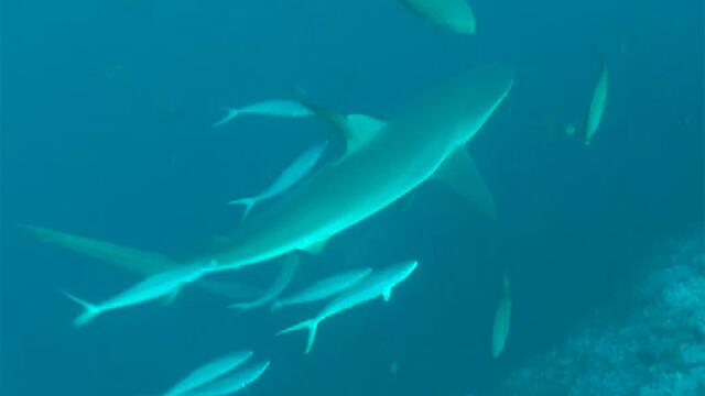 TIBURONES-PESCA.jpg TIBURONES-PESCA.jpg