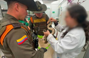 15 boas y 8 tortugas fueron incautadas
