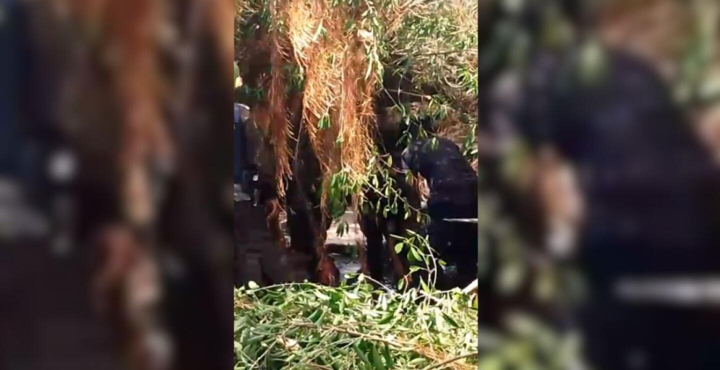 Mujer murió tras caerle un árbol encima, en Barranquilla: estaba esperando un bus