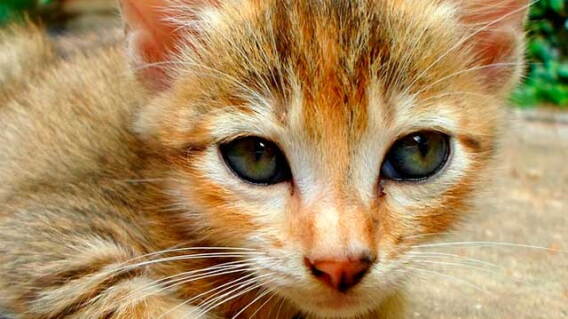 250116_gatos_0.jpg