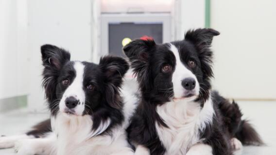 Border collies perro mascota animal afp.jpg Border collies perro mascota animal afp.jpg