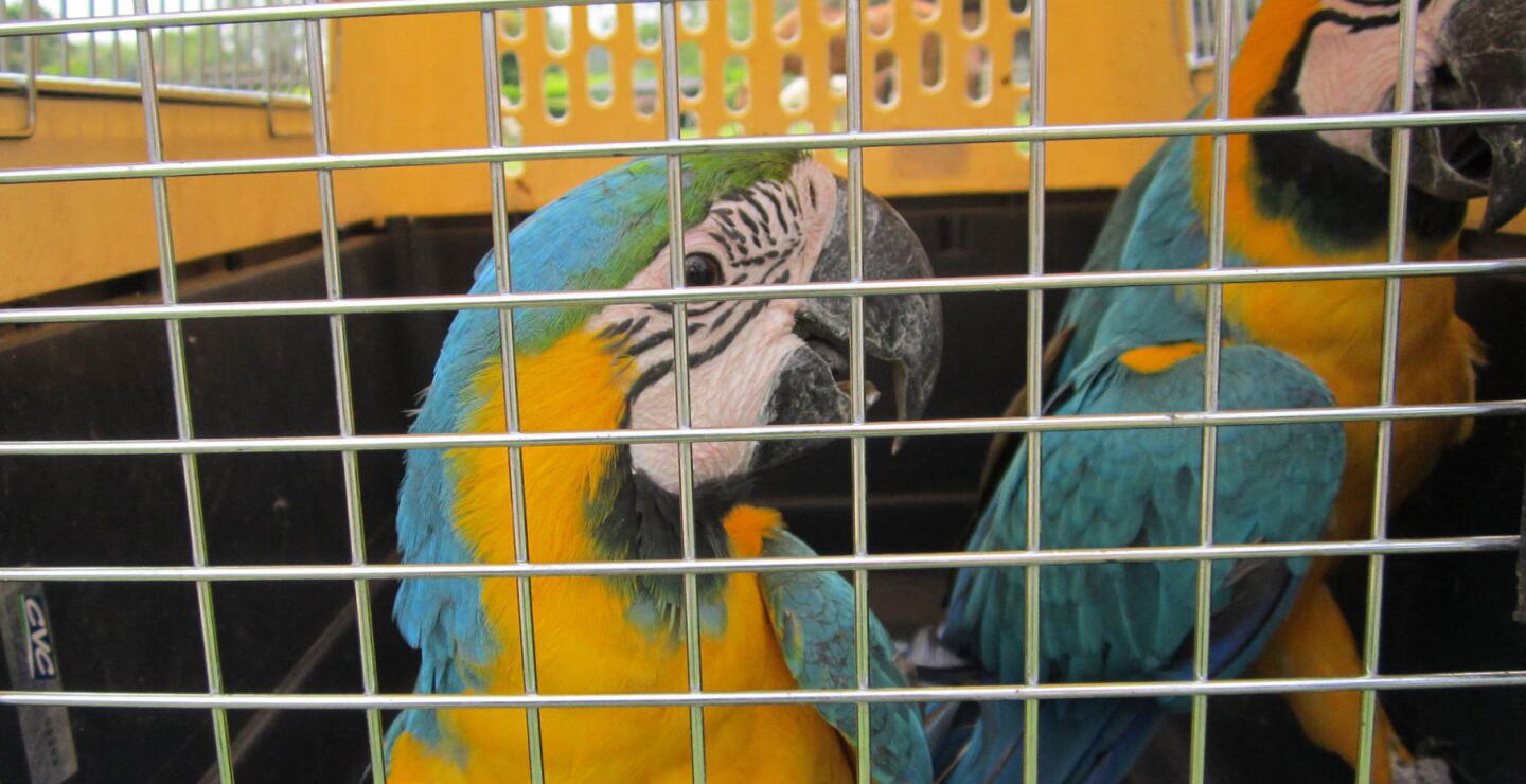 animales-liberados-cvc.jpg